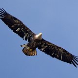 12SB8535 Immature Bald Eagle
